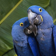 Основные виды попугаев. Говорящие попугаи