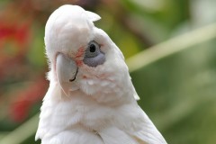 Попугай корелла - приятный птичий нрав