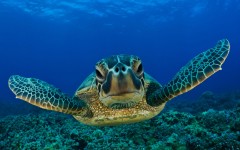 Водяные черепахи - уникальные животные