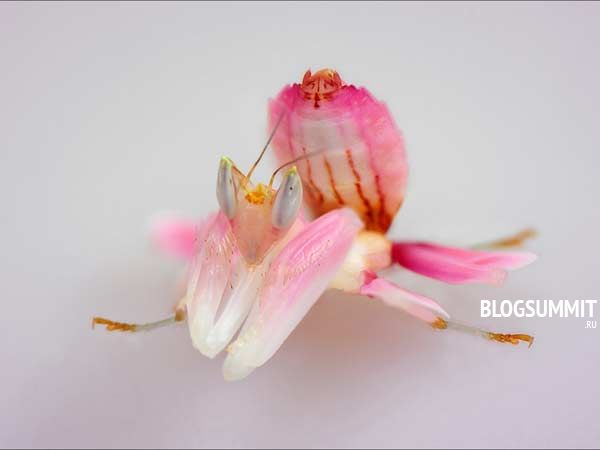 Богомол орхидейный