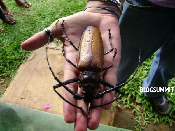 Южноамериканский жук дровосек