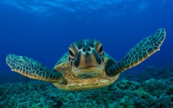 Великолепие водяной черепахи