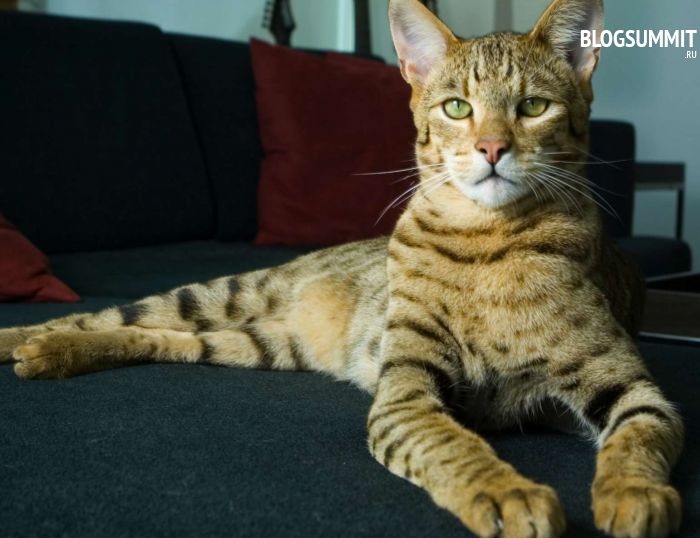 Самая дорогая кошка–домашний леопард