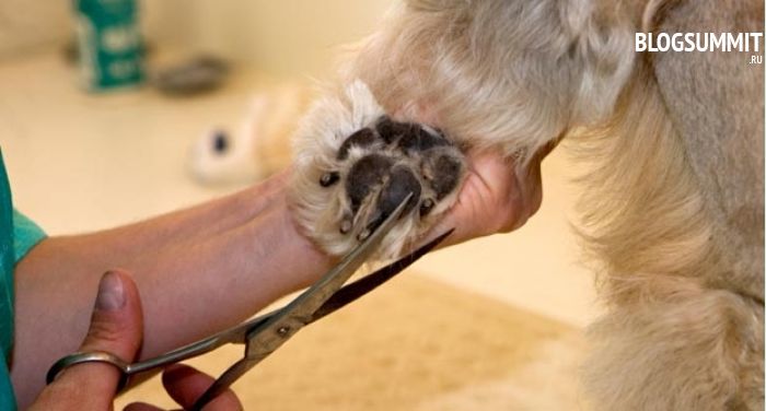 Процесс стрижки ногтей у собаки