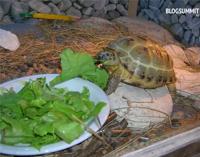 Травоядные черепахи не требуют большого внимания